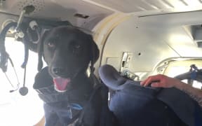 Rescued dog