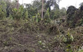 Damage to vegetation from heavy ashfall during continued eruptions of Vanuatu's Ambae volcano, March 2018