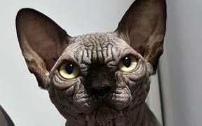 An example of a "bullycat" - a cross between Sphynx and Munchkin cats.