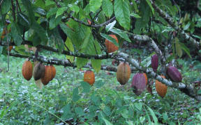 cocoa tree in Papua New Guinea