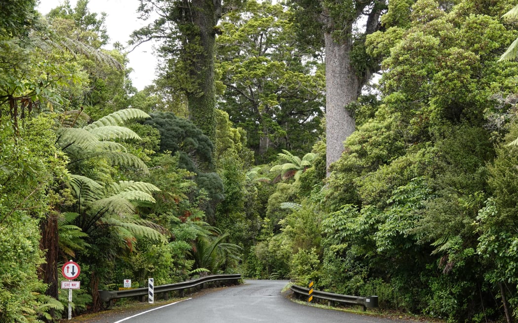 Waipoua Forest is renowned for its giant kauri trees, such as these flanking the Darby and Joan Bridge on State Highway 12.