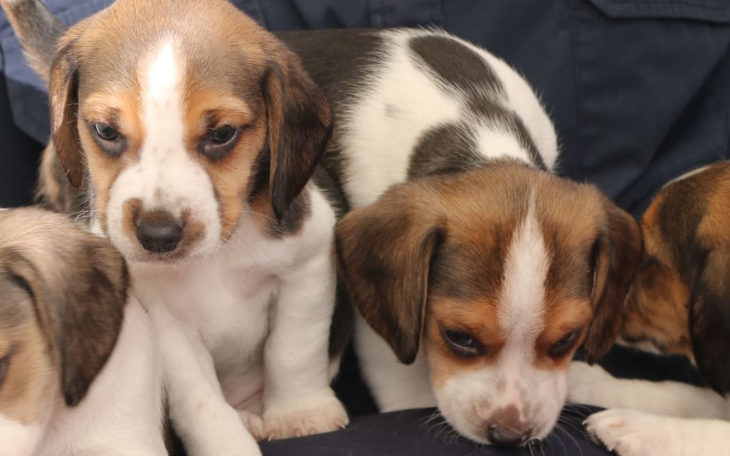 The MPI puppies who are looking for a name.