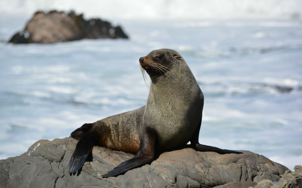 Kekeno seal.