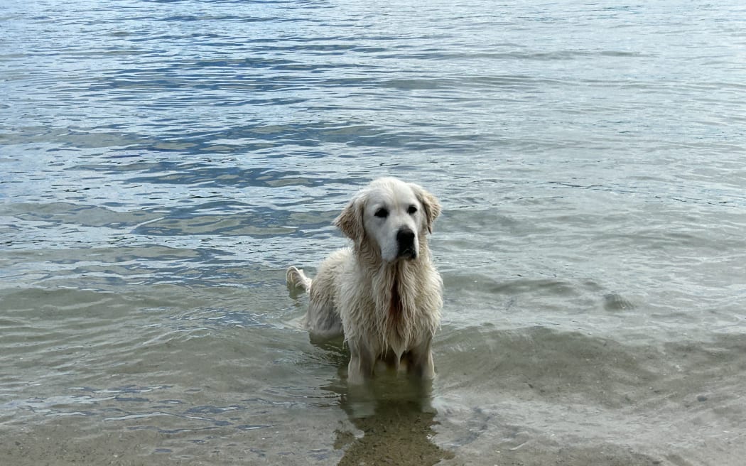 Dog at Oriental Bay Beach in Wellington on 31 October 2023.