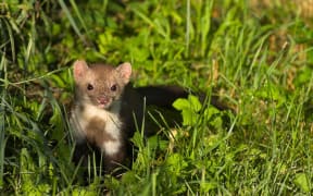 A stoat in a field
