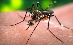 zika mosquito