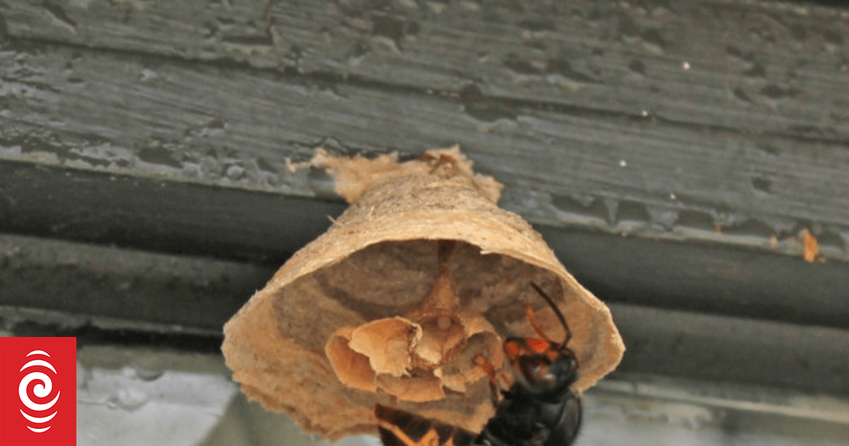 Seven queen yellow-legged hornets found in Auckland so far