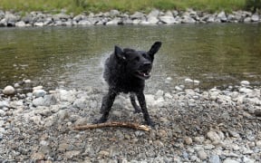 Dog by Hutt River