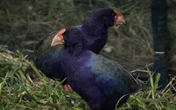 Two Takahē, Bendigo and Waitaa, have been released at Zealandia