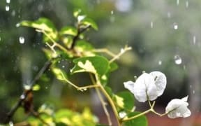 why does rain smell so good?