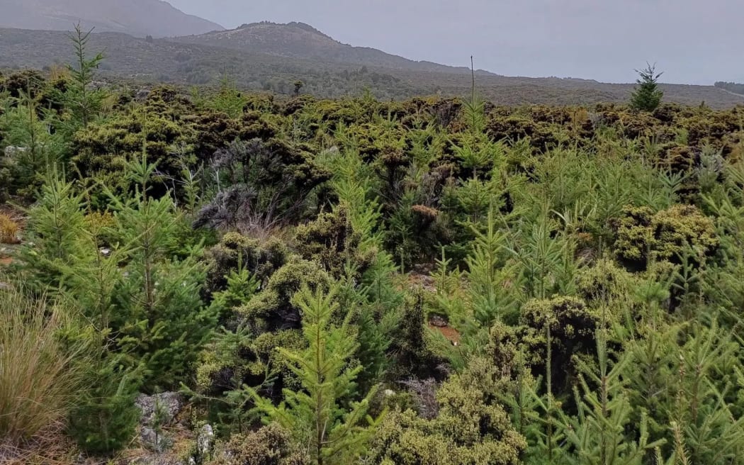 Wilding pines pictured at Mid Dome, Northern Southland.