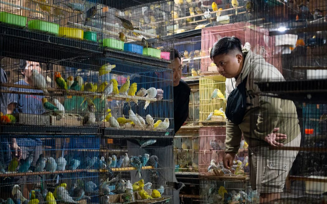 Jakarta’s Pramuka market is the largest bird market in South-East Asia. (ABC Pacific: Prianka Srinivasan)