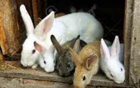 rabbits