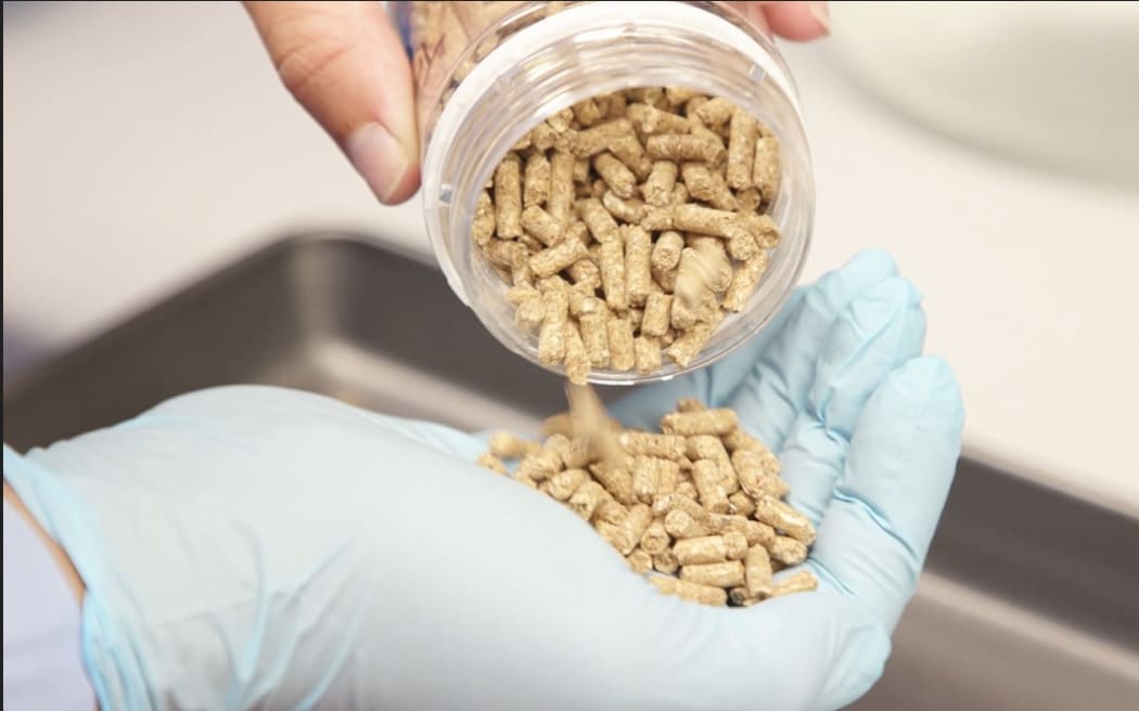 The algae is added to spent grain from the brewing process which can be turned into pellets.