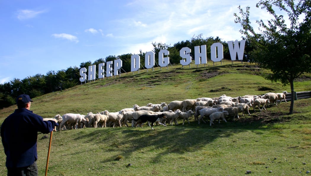 Sheep dog show cheap
