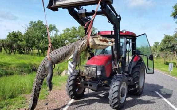 Kakadu crocodile