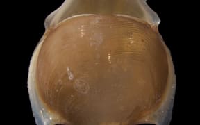 Cavolinia tridentata or sea butterfly