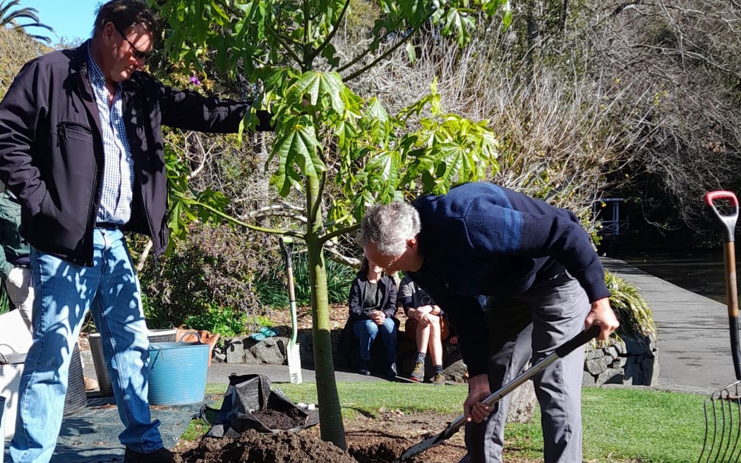 The last tree Peter Grundy (right) planted as a council employee - an Australian flame tree in Queens Gardens - helped by Lindsay Barber.