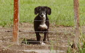 Harawene the  car watching dog at Te Ngae Road. 22 December 2005