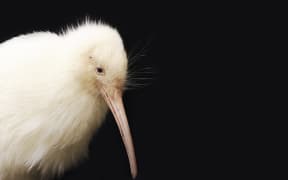 Manukura, a pure white kiwi hatched at Pukaha National Wildlife Centre.