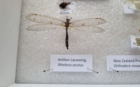 Antlion Lacewing at display at the Otago Museum collection.