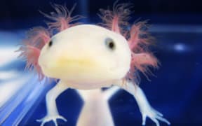 An axolotl salamander in the Whited Labs.