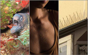 Eel, sweat, bird spikes on roof