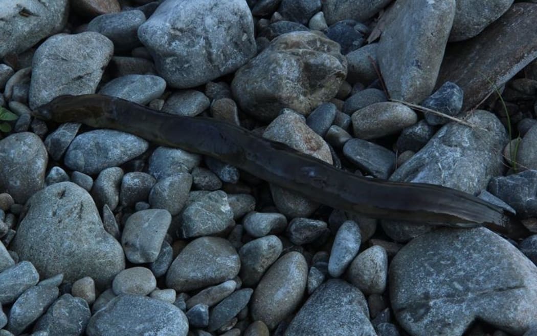 Dead eel