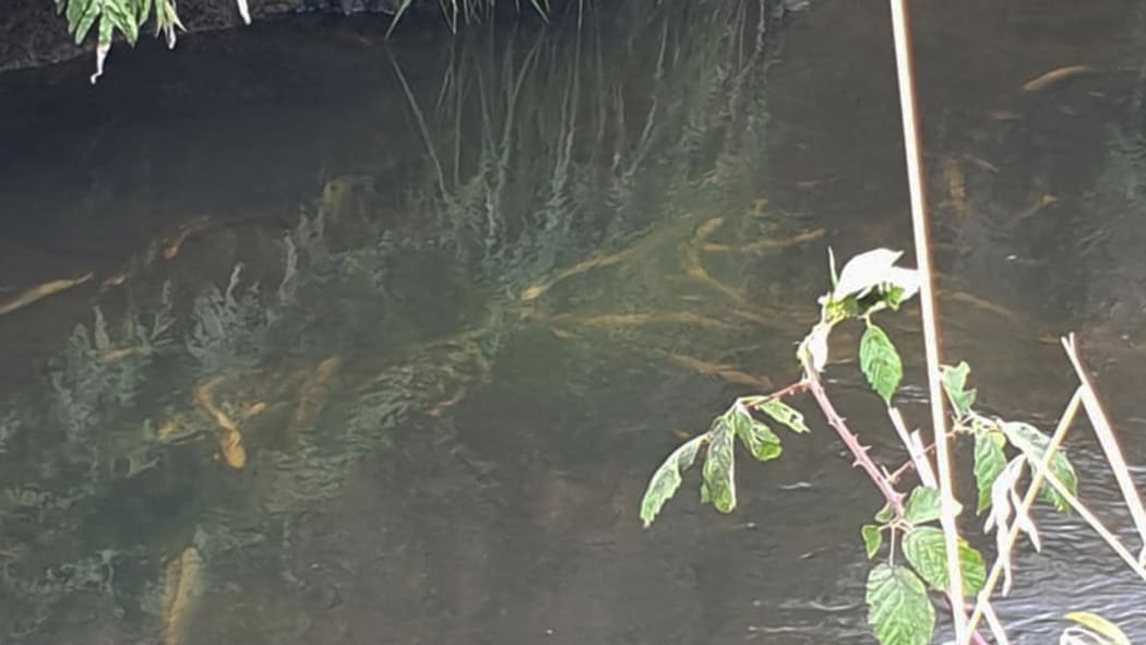 The Tangahoe River, polluted by an ammonia spill from Silver Fern Farms' processing facility near Hawera.