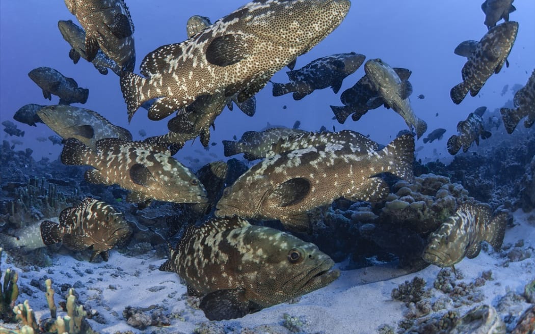 Spawning Kawaka (grouper) in Fiji.