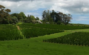 Christmas tree farm on Te Korowai o te Tonga, South Kaipara Peninsula
