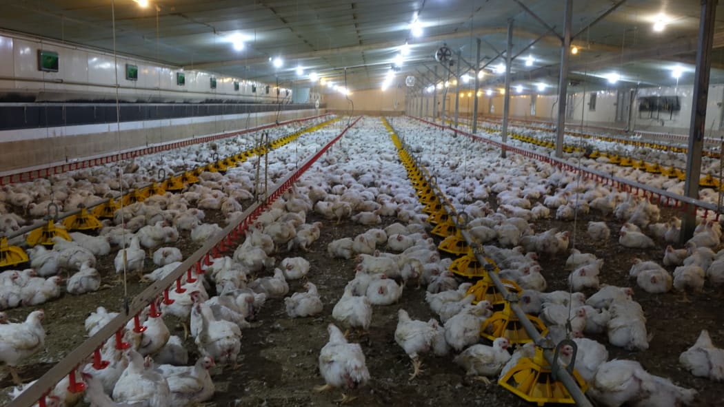 A Tegel chicken farm in Helensville.