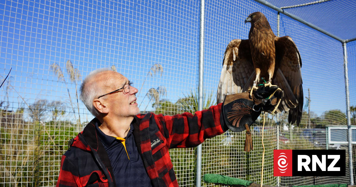 Country Life: The Trust helping New Zealand's raptors take flight again
