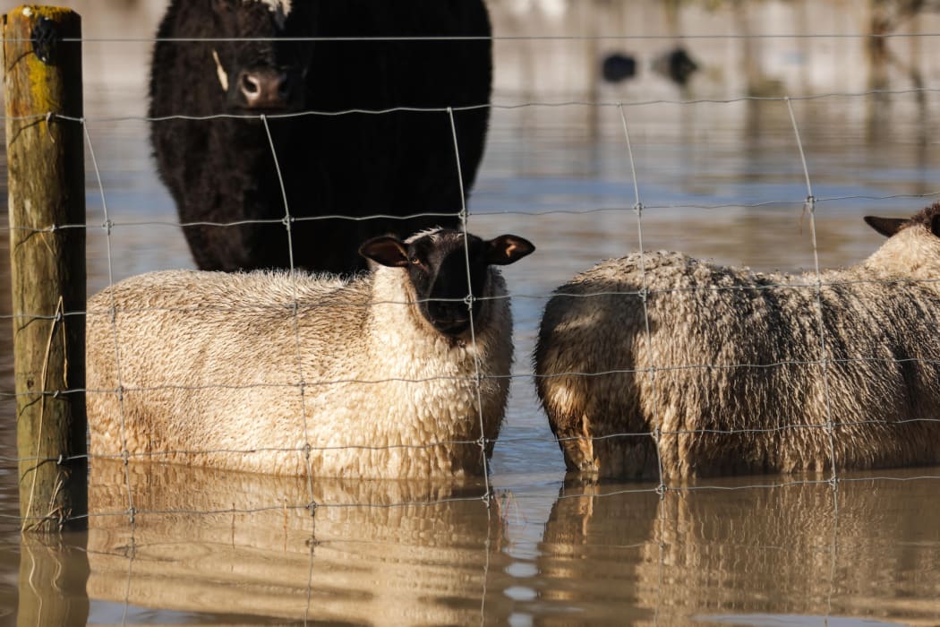 Animals standing in flooded paddocks in the Nelson Tasman region. Weather flooding generic.