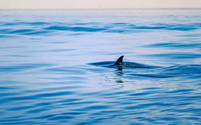 Fin of a dolphin in the high sea. outdoor shot