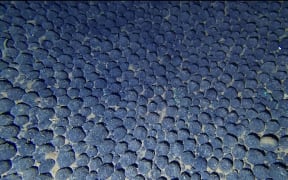An image of a Cook Islands nodule field, taken within the country's EEZ.