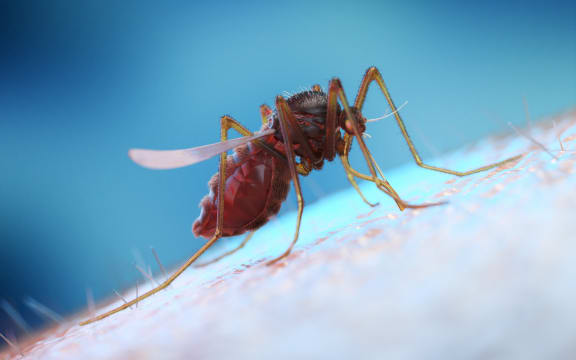 Mosquito on human skin, computer illustration.