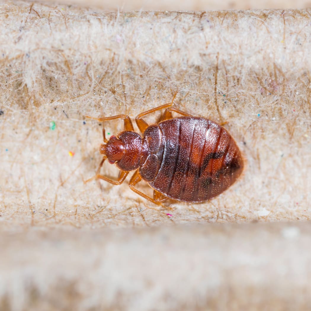 Bed bugs are now believed to have evolved 100 million years ago.