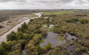 Whangamarino wetland