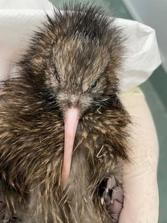 Flip Mahika is one of Mahika’s chicks from the 2020 breeding season.