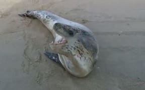 Shane Searle had taken a video of the seal on the Northland beach before it was found dead the next day.