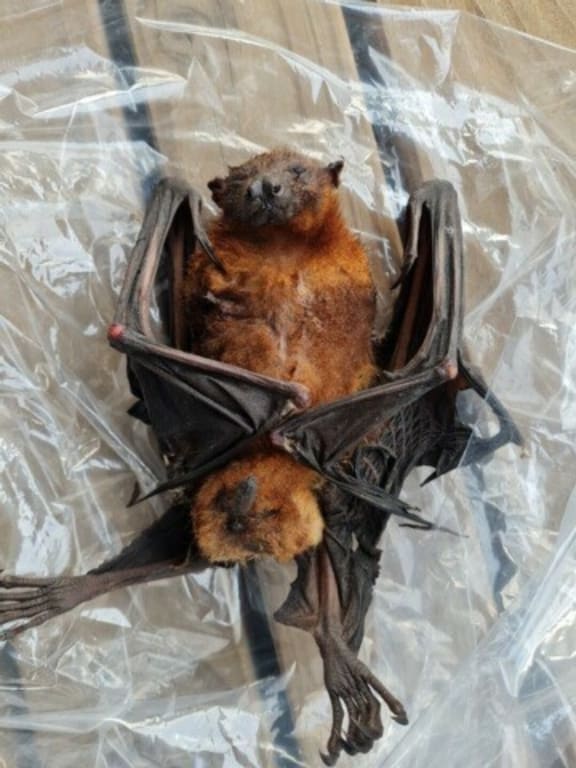 The bat was identified as a little red flying fox, also known as a fruit bat which is native to Australia.