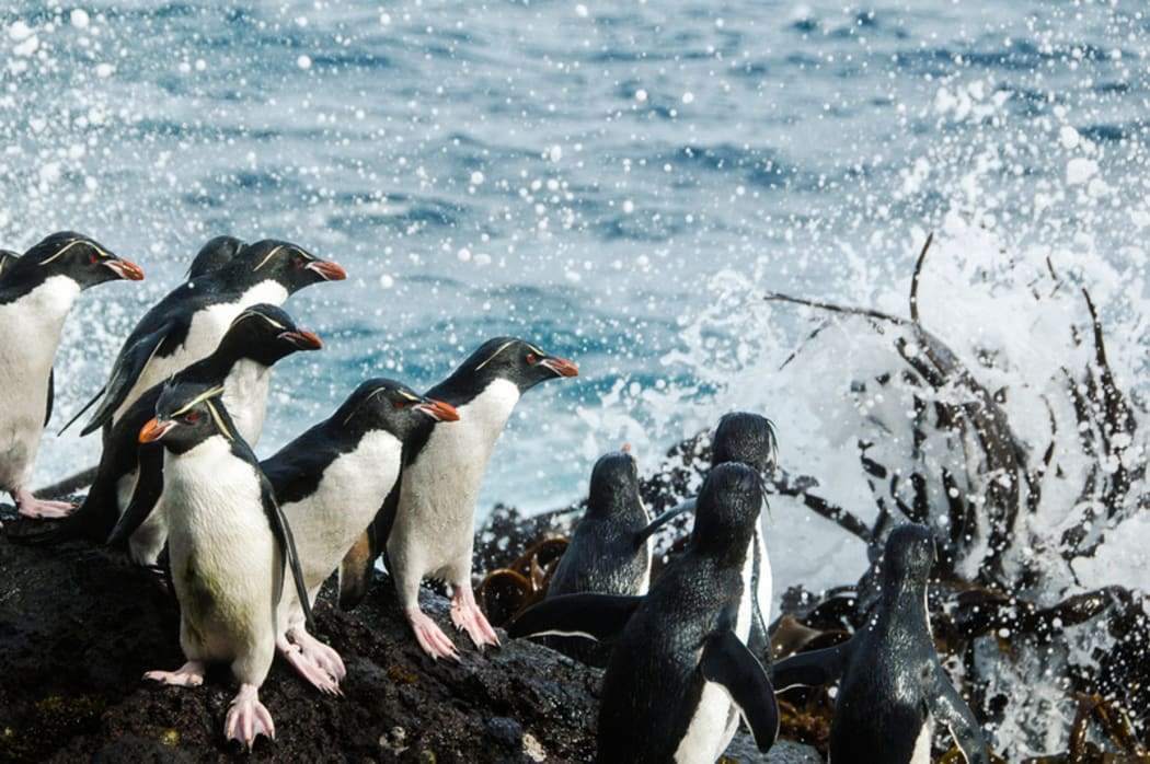 Rockhoppers at Campbell Island have declined by at least 21 per cent since 1984 leaving just over 33,000 breeding pairs on the island.