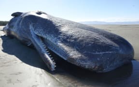 The dead sperm whale that washed up on Rabbit Island today.
