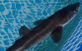 Spiny dogfish