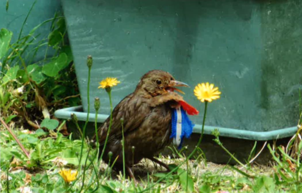 SPCA says birds are showing up in Wellington either distressed, or dead, after being decorated with tinsel, rings and other items.