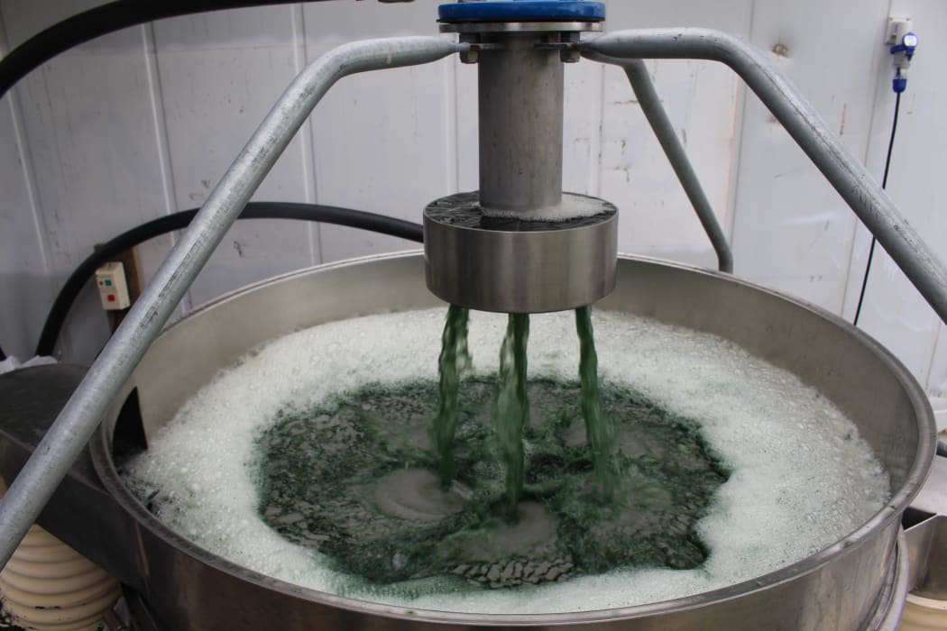Spirulina production