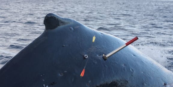 Dorsal fin of a whale and various bits of tagging equipment flying around in the air.