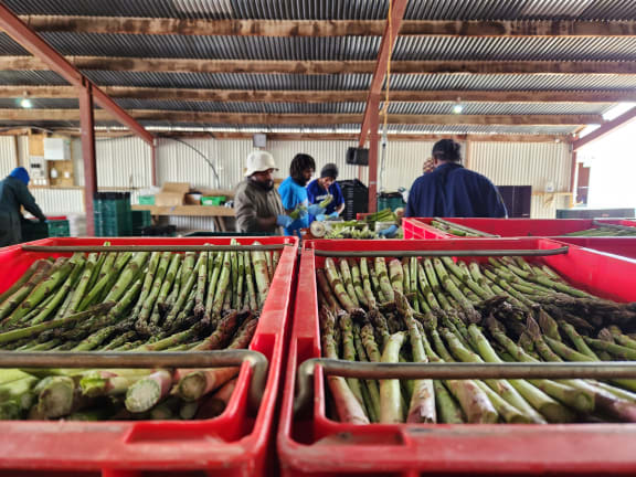 Mangaweka Asparagus employs a team of 60 workers from Vanuatu