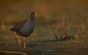 Pukeko in Christchurch wetland area.